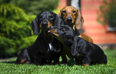 Dachshund Dog summer garden 