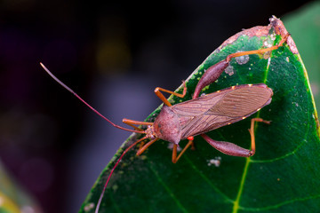 Stink, Florida Leaf-footed Bug (Arthropoda: Insecta: Hemiptera: Heteroptera: Pentatomomorpha: Coreidae: Acanthocephala Femorata) crawling on a green leaf and isolated with dark and black background
