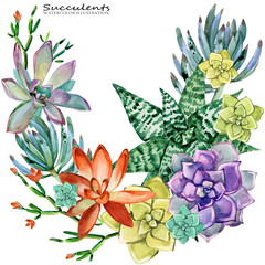 succulents watercolor illustration