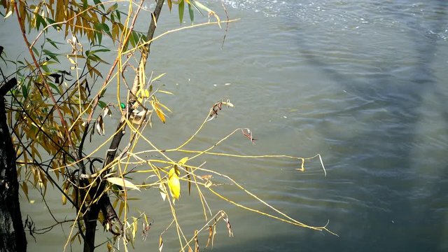 Several ducks swim in a freezing pond. Ulba River, Ust-Kamenogorsk. Kazakhstan. Full HD 1080p footage