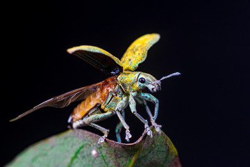 Blurry female Gold Dust Weevil (Coleoptera: Curculionidae: Entiminae: Tanymecini: Piazomiina: Hypomeces squamosus) hardened forewings raised, hindwings unfolding on a leaf isolated black background