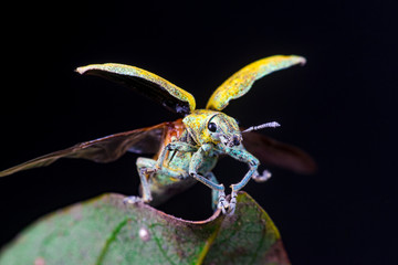 Blurry female Gold Dust Weevil (Coleoptera: Curculionidae: Entiminae: Tanymecini: Piazomiina: Hypomeces squamosus) hardened forewings raised, hindwings unfolding on a leaf isolated black background