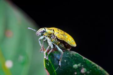 Female Gold Dust Weevil (Arthropoda: Insecta: Coleoptera: Curculionidae: Entiminae: Tanymecini:...