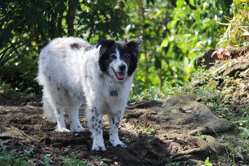 collie walking in the trees and smiling