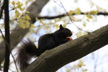 Squirell poses eating and running
