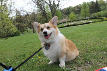 Welsh Corgi dog running in the park unleashed