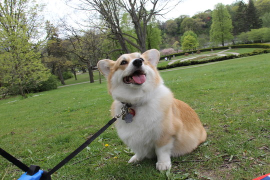 Welsh Corgi Dog Running In The Park Unleashed