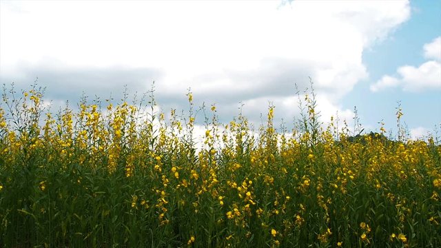 Growing the Sunn hemp or Crotalaria juncea in field