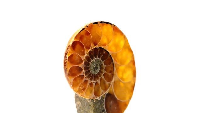 Ammonit, Nahaufnahme, opalisierend