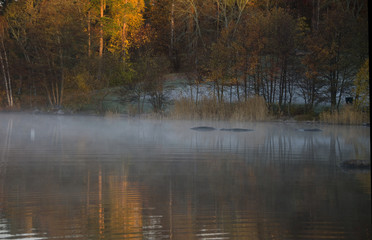 Fototapeta premium Cold autumn morning with mist at the lake Malaren, Bromma, Sweden