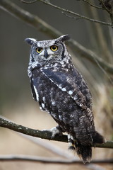 African owl inhabits central and southern Africa.