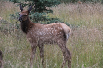 Deer family chilling out in the trees