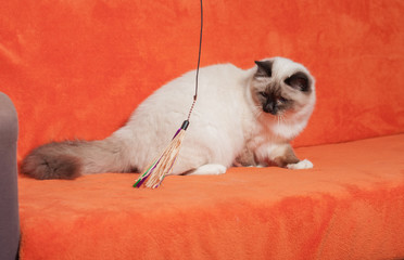 A seal point Birman cat,  male with blue eyes is sitting on sofa