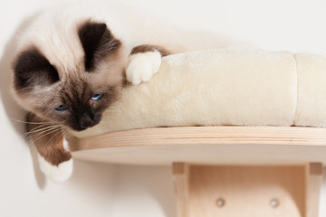 A seal point Birman cat, male with blue eyes is lying on cat shelf