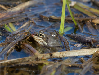 Wood Frog