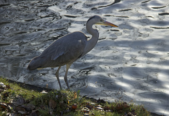 Grey heron hunting in Regent's park