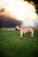 Adoreable Nine Months Old Purebred French Bulldog at Park