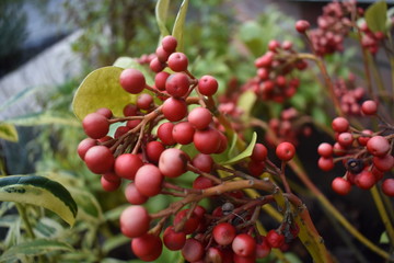 Christmas_red_berries