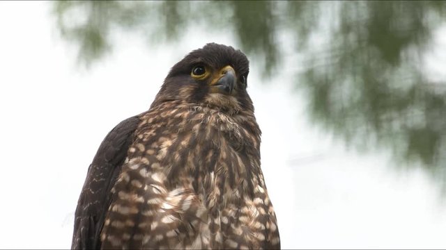 close up of the head of an endangered new zealand falcon perched in a tree
