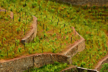 New Vineyards