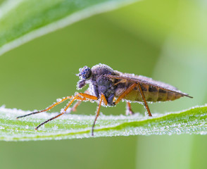 eine Fliege sitzt bei Bodenfrost auf einer Wiese im Gras