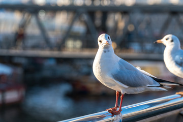Obraz premium a seagull sits on a railing and looks into the camera