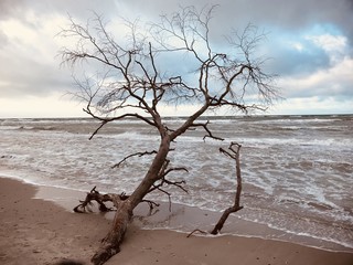 Entwurzelter Baum am Strand der Ostsee - Naturgewalten