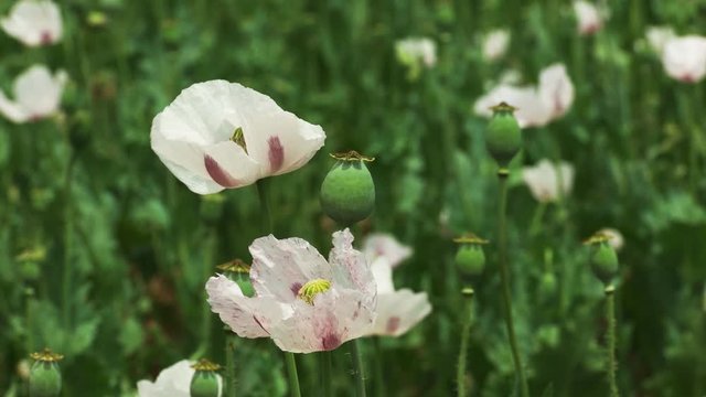 close up of opium poppy flowers growing in tasmania, australia. Tasmania produces almost half the world's legal opiates
