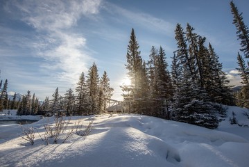Fototapeta na wymiar Snow covered trees on a beautiful day in the Canadian Rockies in the Winter