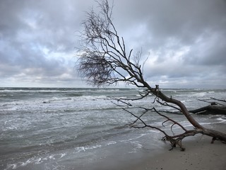 Naturgewalten am Prerower Weststrand - stürmische Ostsee - umgestürzter Baum