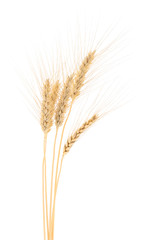 Wheat Bunch on white.