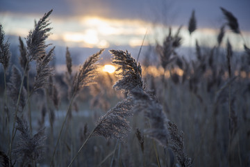 Walking through a long and beautiful field on a warm autumn day