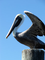 Flapping Pearched Pelican