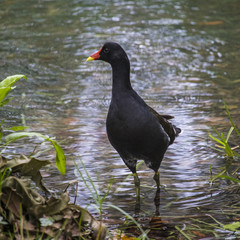 Gallinule Sombre
