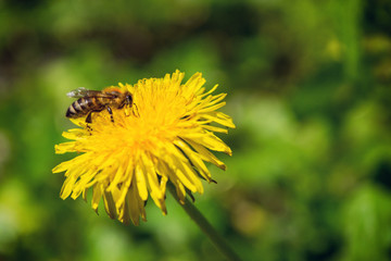 Bee on a flower