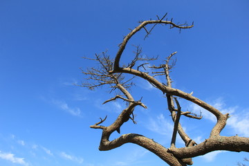 自然の造形美/青い空と複雑な伸び方をした木(宮城県)