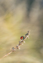 Ladybug macro shot in nature