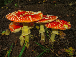 Reds in a white peas fly agaric, on a glade in the forest.