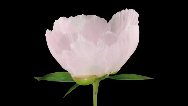 Time-lapse of opening white peony (Paeonia) flower 1x1 in PNG+ format with ALPHA transparency channel isolated on black background.