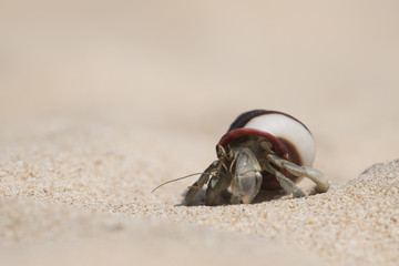 Einsiedlerkrebs am Strand