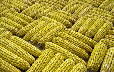 display of   golden corn cobbs