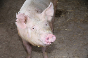 Extreme closeup photo of domestic pig sow