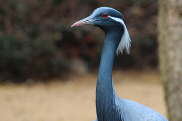 blue majestic animal bird