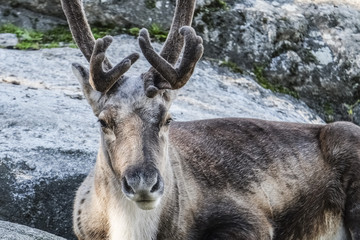 REINDEER - Rangifer tarandus - RENNA