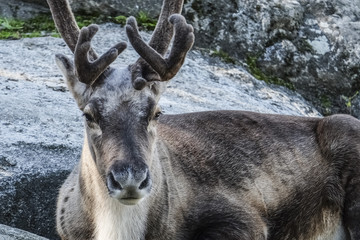 REINDEER - Rangifer tarandus - RENNA