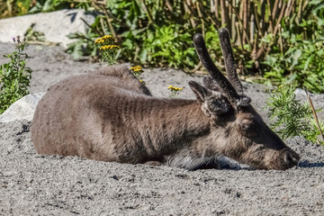 REINDEER - Rangifer tarandus - RENNA