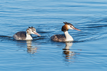 Great Crested Grebe With Young