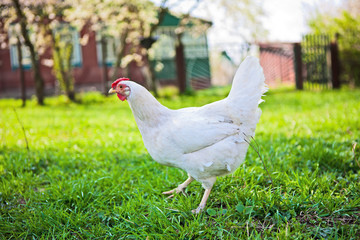 Village chicken summer time