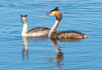 Great Crested Grebe With Young