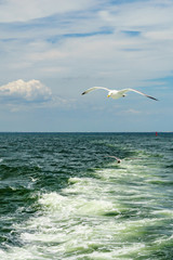 White gull flying Lower New York Bay